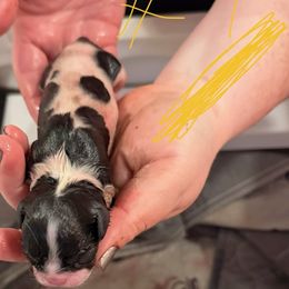 Puppy 4 - Black white and tan female English Toy Spaniel puppy in Pennsylvania from Enchanting Charlies