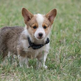 Pembroke Welsh Corgi Puppies from Country Corgis