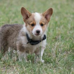 Pembroke Welsh Corgi Puppies from Country Corgis