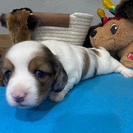 Mia - Piebald female Dachshund puppy in Bullard, Texas from Mimidachs of Texas