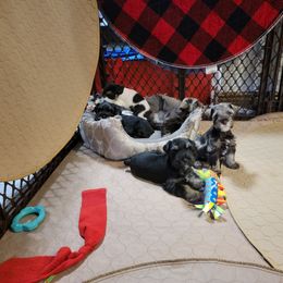 Miniature Schnauzer Puppies from Dees Schnauzers
