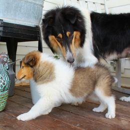 Collie Puppies from Americana Rough Collies