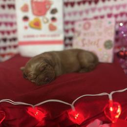 Annabelle - Dark golden female Golden Retriever puppy in Sandy, Oregon from Treasured K-9s
