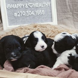 Cavalier King Charles Spaniels and Cavapoos from Middle Creek Ranch