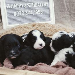 Cavalier King Charles Spaniels and Cavapoos from Middle Creek Ranch