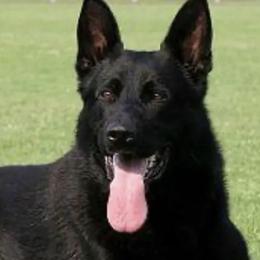 Honey - German Shepherd