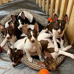 Rat Terrier Puppies from Rat Terrier's of Aiken