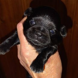Ollie - Black male Shih Tzu puppy in Palmyra, New York from Karen's Tzus of Palmyra-Macedon