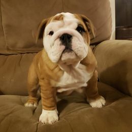 Bulldogs and Pugs from Peak Bullies and Pugs SC