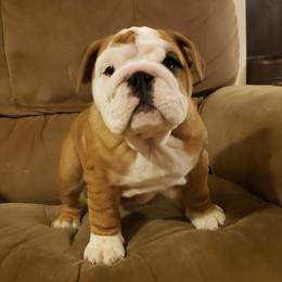 Bulldogs and Pugs from Peak Bullies and Pugs SC