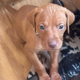 Pepper - Golden rust female Vizsla puppy in Plymouth, Minnesota from Carlson Vizslas