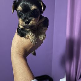 Rottweiler and Yorkshire Terrier Puppies from Superior Family Kennels