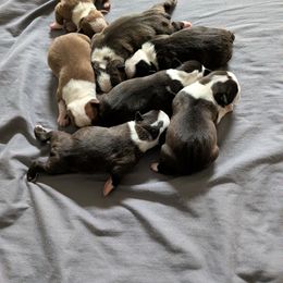 Boston Terrier puppies from Mickie's Boston Terriers