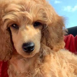 Poodle Puppies from Custom Poodles