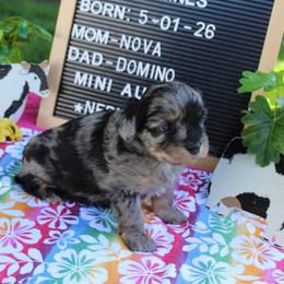 Nebula - Blue merle female Miniature Australian Shepherd puppy in Hopkins, Missouri from Mowry Creek Mini Aussiedoodles and More