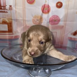 Cheesecake - Isabella female German Shepherd puppy in Magnolia, Texas from K & Q Shepherds