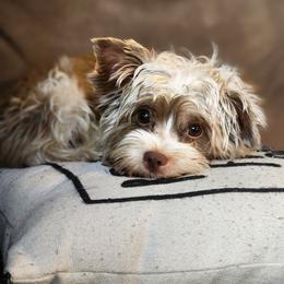 Morkie puppies from GRIFFEY'S SPA AND KENNEL