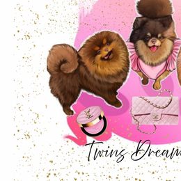 Pomeranians from Twins Dream Kennel