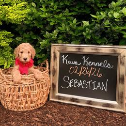 Sebastian - Apricot male Assorted Doodle Crosses puppy in Irmo, South Carolina from Kava Kennels