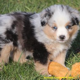 Jonah blue eyes - Blue merle Miniature American Shepherd puppy in Hillsdale, Michigan from Faithwalk Aussies and Mini American Shepherds