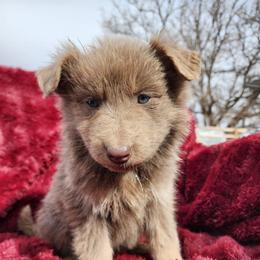 Soren - Isabella male German Shepherd puppy in Los Lunas, New Mexico from Mali's German Shepherds