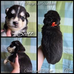 Scott - Black and white male Siberian Husky puppy in Bloomfield, Indiana from Paiges lil huskies