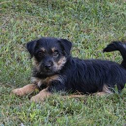 Full rough coat.  Super sweet.  Looking for his very own best friend. - Black and tan male American Hunt Terrier puppy in St. George, Vermont from Bare Bottom Farms