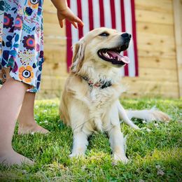 "Sunny" Companion Cross All Grown Up from PNW Mini Golden Retrievers