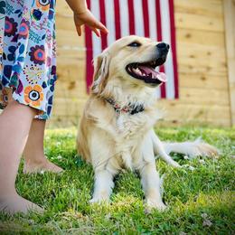"Sunny" Companion Cross All Grown Up from PNW Mini Golden Retrievers