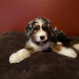 Aussiedoodle Puppies from Crystal Ridge Doodles
