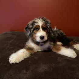 Aussiedoodle Puppies from Crystal Ridge Doodles