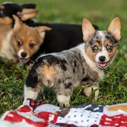 Pembroke Welsh Corgi Puppies from Shells Sunshine Corgis
