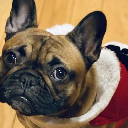 French Bulldogs from Kickz Frenchies