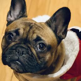 French Bulldogs from Kickz Frenchies