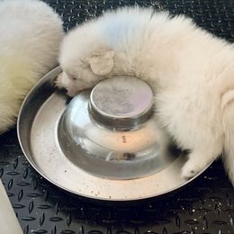 Samoyed Puppies from Icecrown Samoyeds