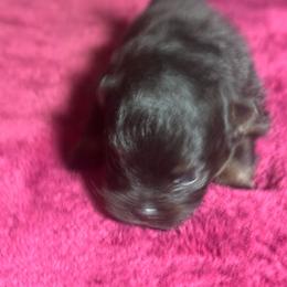 Princess - Black and tan female Pomeranian puppy in Kansas City, Missouri from S&K Pomeranians