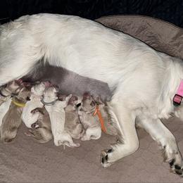 Goldendoodle puppies from Dawnie’s Doodles