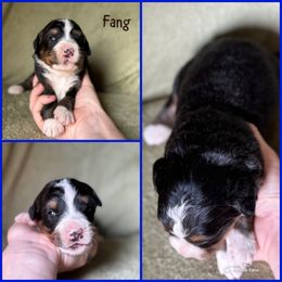 Fang - Black rust and white male Bernese Mountain Dog puppy in Merrill, Michigan from Happy Tails Family Farm