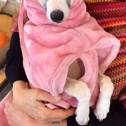 Whippet Puppies from Laurel-Highmoor Whippets