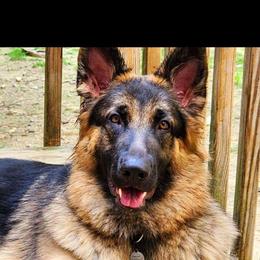 Siren - German Shepherd