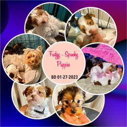 Yorkshire Terrier Puppies from Cute Yorkies