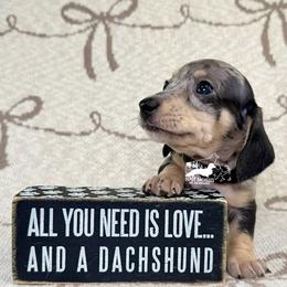 Phoenix AKC: Short Hair, Black and Cream, Dapple - Black and cream male Dachshund puppy in South Easton, Massachusetts from Depot Dachsies