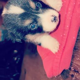 American Corgi Puppies from Highland corgis