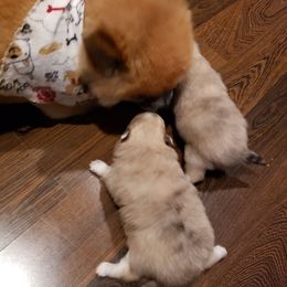Pomeranian Puppies from KB Pom Pups