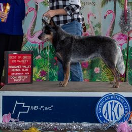 Jade - Australian Cattle Dog