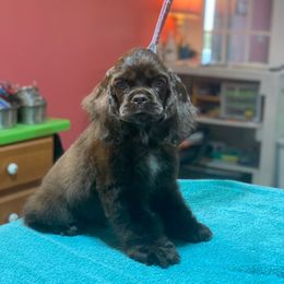 Brown Boy - no collar - Brown male Cocker Spaniel puppy in Delphi, Indiana from Benchmark Cockers
