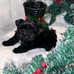 Raven - Black female Miniature Schnauzer puppy in San Augustine, Texas from My Little Schnauzer Pals