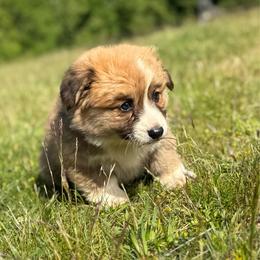 Flopsy- Full fluffy - Red male Pembroke Welsh Corgi puppy in Aberdeen, Washington from Coastal country Farms