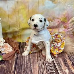 Girl 5 - White and black female Dalmatian puppy in Joshua, Texas from Rainier DALS LUA Dalmatians