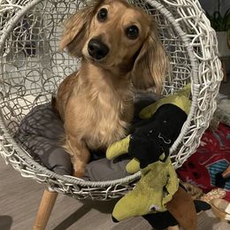 Dachshund Puppies from ForeversEdge Doxies